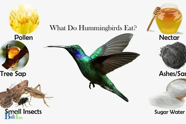 What do hummingbirds eat