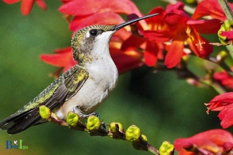 What is Attractive to Hummingbirds in Flowers