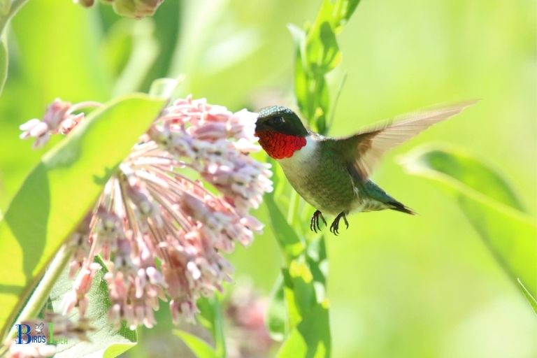 What is Milkweed and How Does it Benefit Hummingbirds