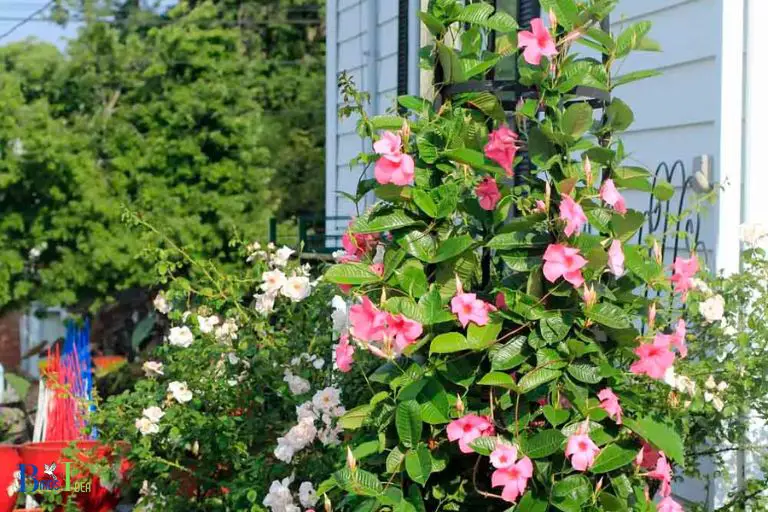 What is The Best Place to Plant Mandevilla to Attract Hummingbirds