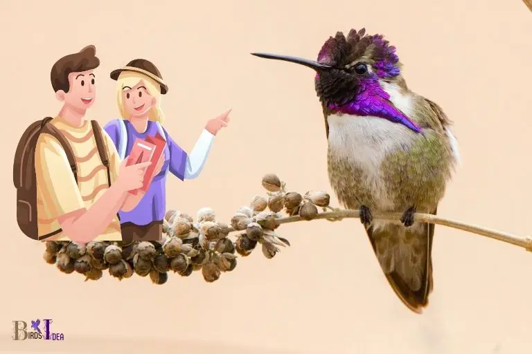 What is Unique About Connecticuts Migration of Hummingbirds