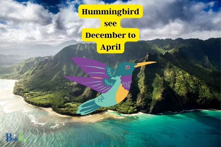 What is the Best Time of Year to See Hummingbirds in Hawaii