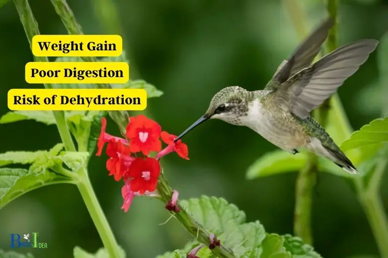 What is the Impact of Consuming Too Much Nectar for Hummingbirds