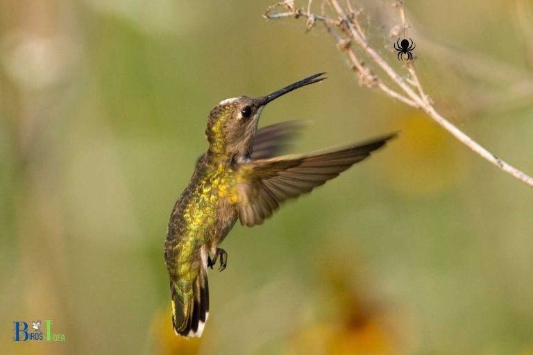 What is the Impact of Eating Spiders on Hummingbirds Health