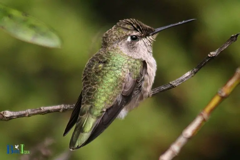 What is the Impact on Hummingbirds When Food is Scarce