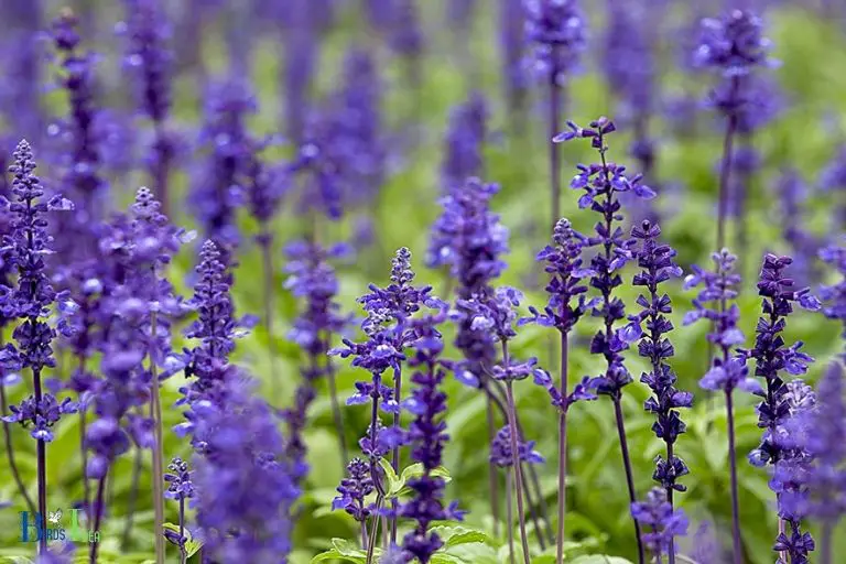 What is the Long Term Impact of Adding Salvia to Your Garden