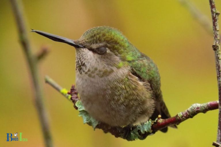 What is the Natural Sleep Habit of a Hummingbird