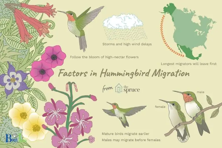 What is the Purpose of Hummingbird Migration