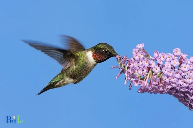 What is the Role of Milkweed in Hummingbird Migration