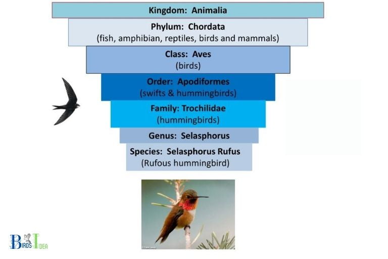 What is the Taxonomic Classification of Hummingbirds