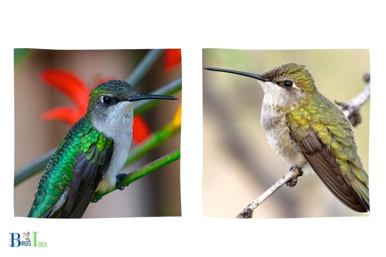 What types of Non Native Hummingbirds Visit Hawaii