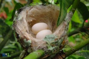 When Do Hummingbirds Lay Eggs in California: Feb-Aug!
