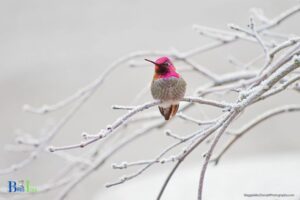When Do Hummingbirds Leave New Mexico: Aug-Oct!