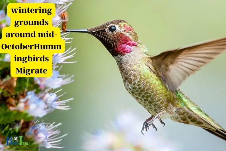 When Do Hummingbirds Migrate