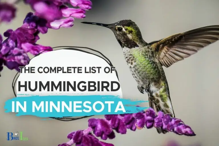 When Do Hummingbirds Typically Return To Minnesota