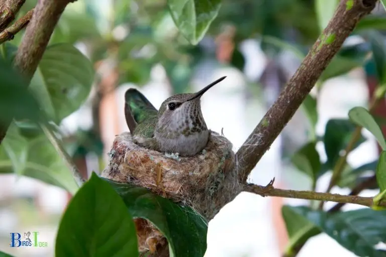 Where Do Hummingbirds Typically Lay Their Eggs