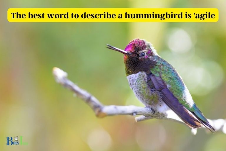 Which Word Best Describes Hummingbird