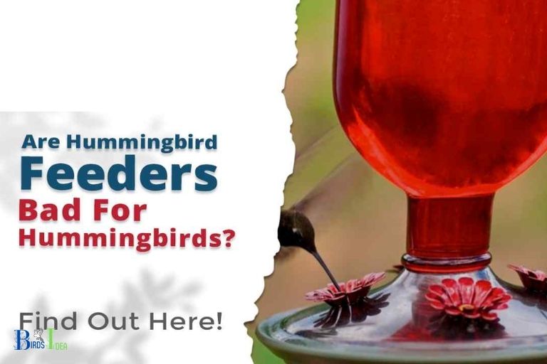 Why Are Hummingbird Feeders Bad For The Environment