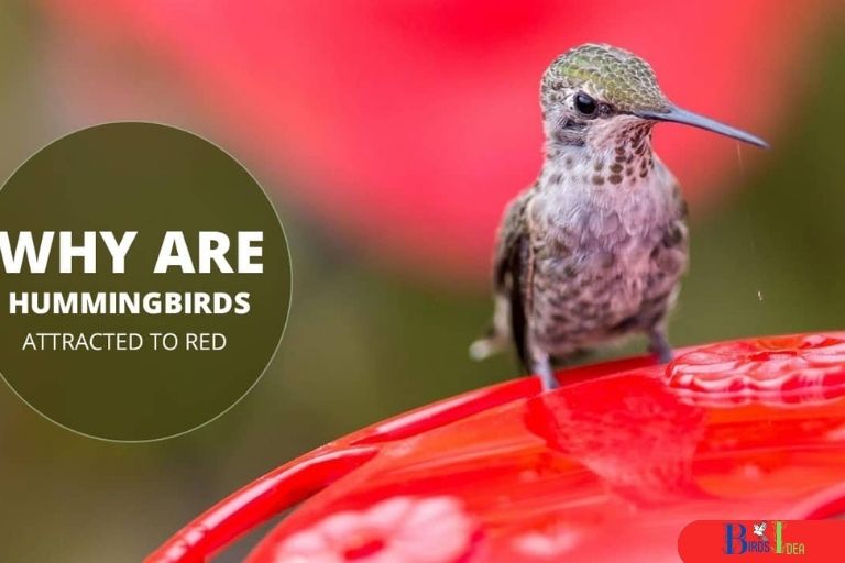 Why Are Hummingbirds Attracted to Red