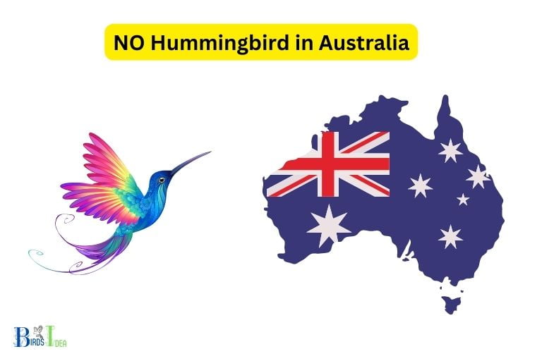 Why Are Hummingbirds Not Found In Australia