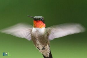 Why Are Hummingbirds So Fast: Wings!