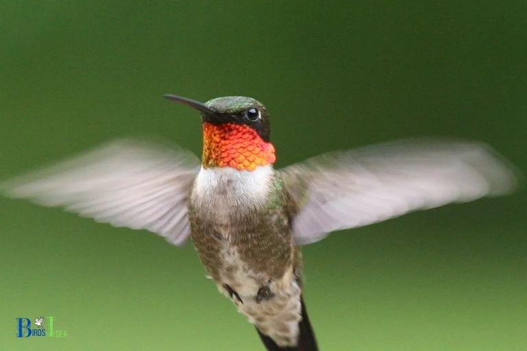 Why Are Hummingbirds So Fast