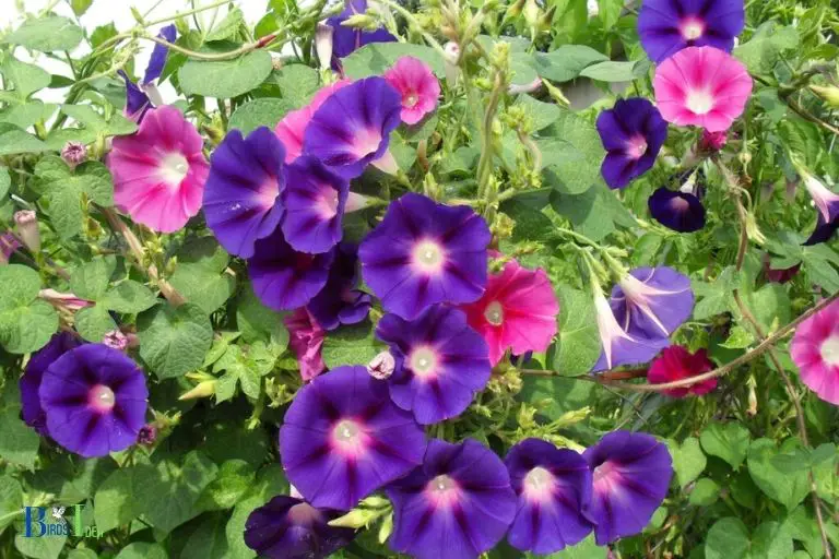 Why Are Morning Glories Attractive To Hummingbirds