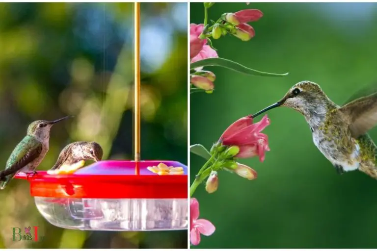 Why Are the Bright Colors Attractive to Hummingbirds