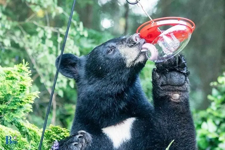 Why Bears Are Attracted To Hummingbird Feeders