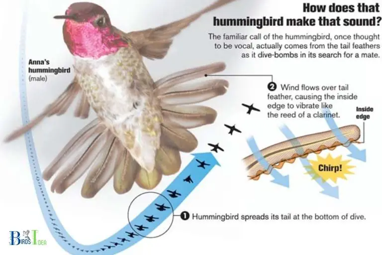 Why Do Hummingbirds Chirp