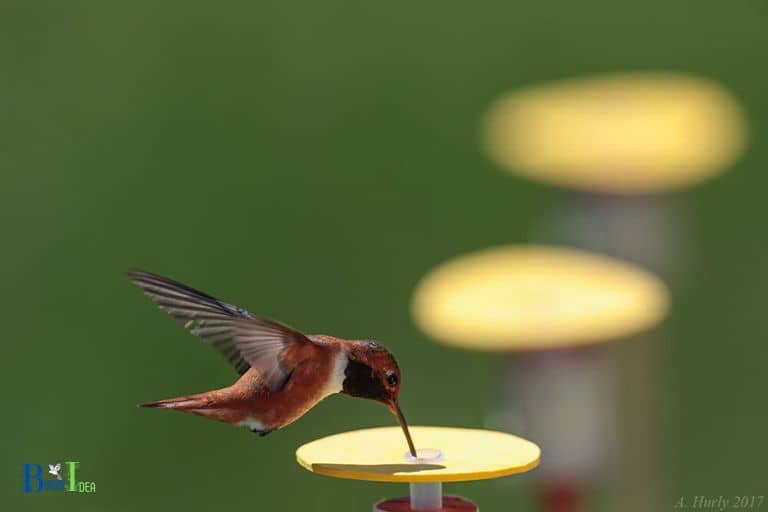 Why Do Hummingbirds Hover In Your Face1 1