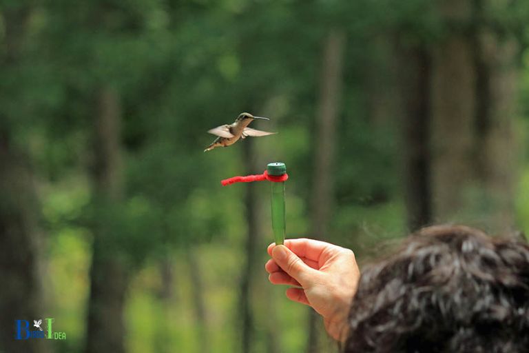 Why Do Hummingbirds Hover in Your Face