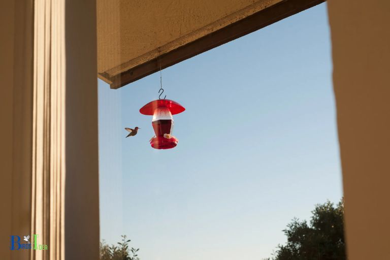 Why Hang a Hummingbird Feeder on a Balcony