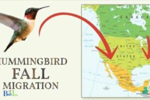 Why Have My Hummingbirds Disappeared: 6 Reasons!