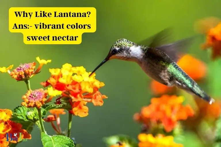 Why Hummingbirds Like Lantana