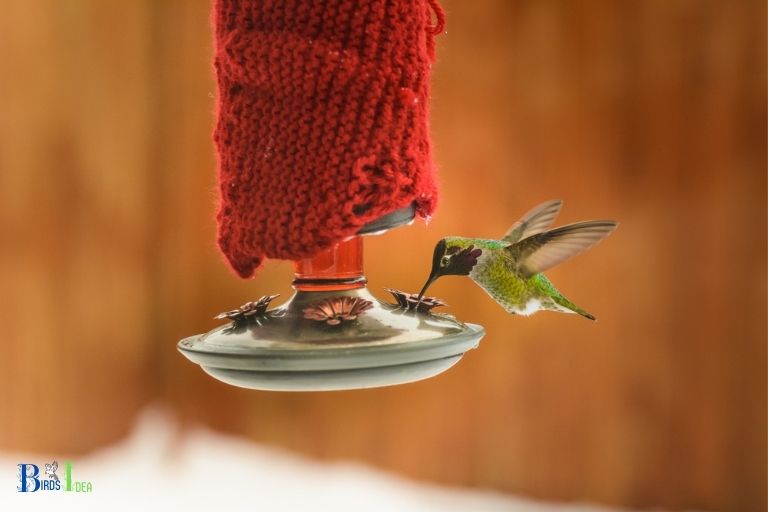 Why Is Shade Important for Hummingbird Feeders