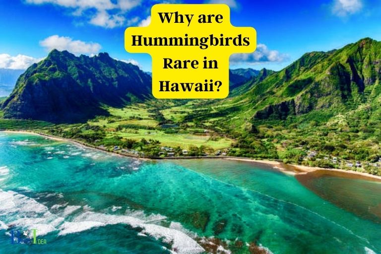 Why are Hummingbirds Rare in Hawaii