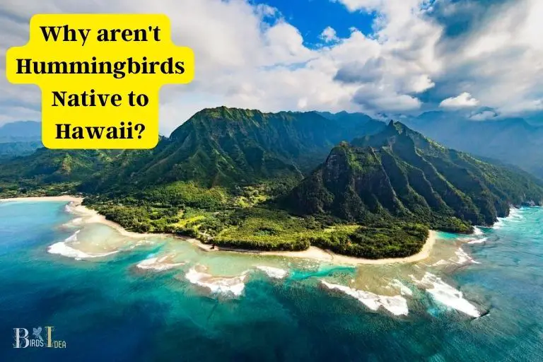 Why arent Hummingbirds Native to Hawaii