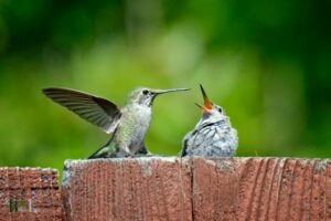 Why Do Hummingbirds Chirp: Communicate!