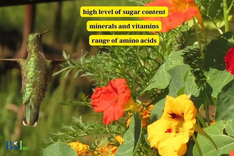 Why is Nectar from Nasturtiums Beneficial to Hummingbirds