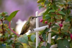 Will Cayenne Pepper Hurt Hummingbirds: No, Explore!