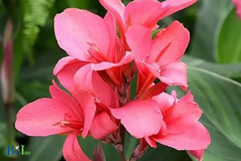 Yes Hummingbirds Love Canna Lilies