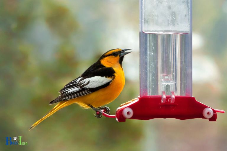 Yes Orioles Can Drink From Hummingbird Feeders