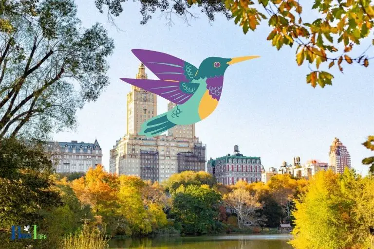 Yes There Are Hummingbirds in New York