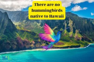 Are There Hummingbirds in Hawaii? No!