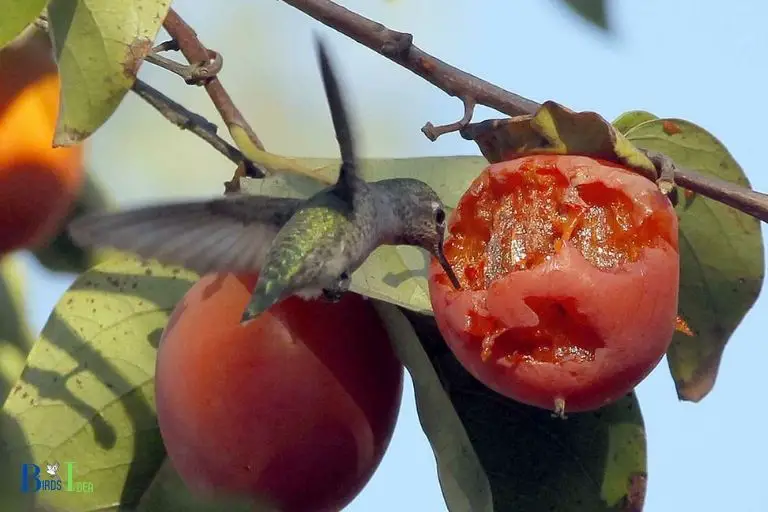 do hummingbirds eat fruit