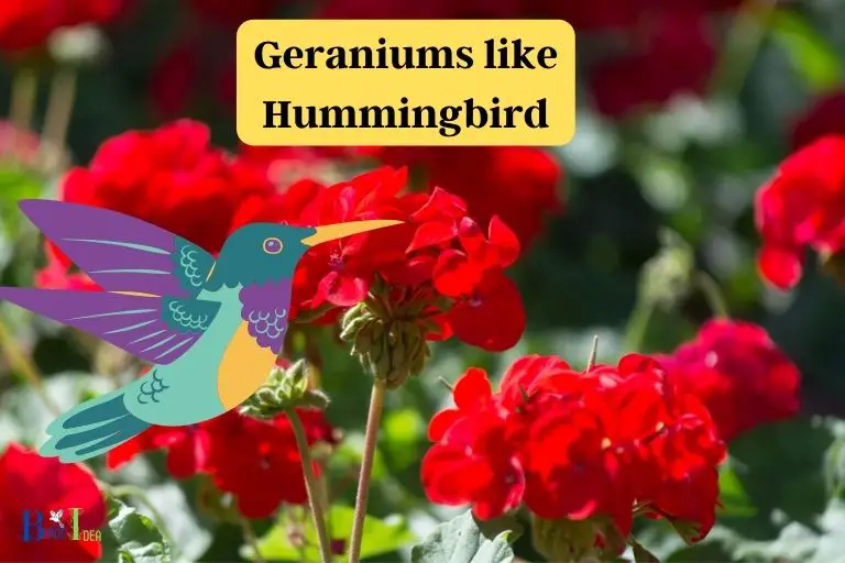 do hummingbirds like geraniums
