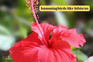 Do Hummingbirds Like Hibiscus? [Yes]