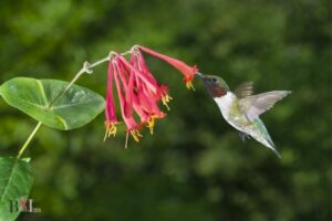 Do Hummingbirds Like Honeysuckle? Yes!