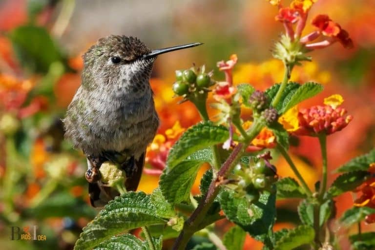 do hummingbirds like lantana